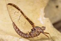Un phmre. Une femelle mature (phmroptre - Baetidae - Cloeon dipterum)